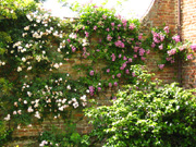 Mauer mit Rosen.jpg