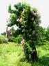 Rosen im Baum.jpg